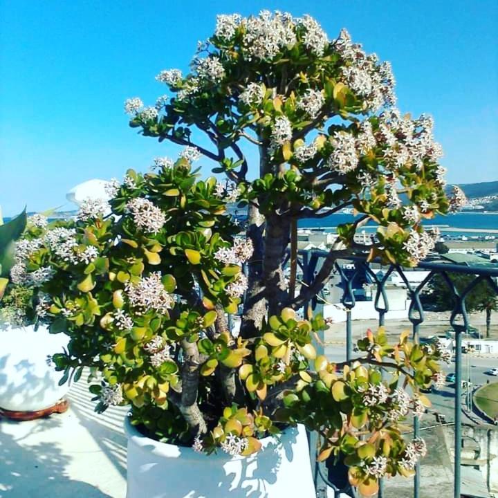 Summer House Tanger 外观 照片